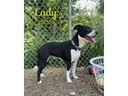 Adopt Lady a Canaan Dog / Mixed dog in Oak Ridge, TN (41536685)