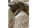 Adopt Stevie a Tiger Striped American Shorthair / Mixed (short coat) cat in