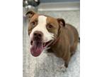 Adopt Quincy a Pit Bull Terrier / Mixed dog in Burlington, KY (41536674)