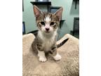 Adopt LEO a Brown Tabby Domestic Shorthair (long coat) cat in Royal Oak