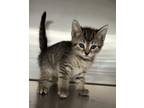 Adopt Blain a Domestic Shorthair / Mixed cat in Paris, KY (41536565)
