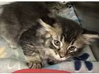 Adopt June a Domestic Mediumhair / Mixed cat in Paris, KY (41536549)