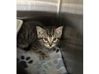 Adopt Johnny a Domestic Shorthair / Mixed cat in Paris, KY (41536548)