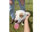 Adopt Pringle a White - with Brown or Chocolate Mutt / Mixed dog in