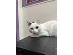 Adopt Zero a Domestic Shorthair / Mixed cat in Albuquerque, NM (41536619)