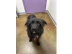 Adopt Bo a Newfoundland / Labrador Retriever / Mixed dog in Albuquerque