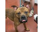 Adopt Duke a Boxer / Pit Bull Terrier / Mixed dog in Salisbury, MD (41536608)