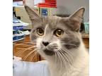 Adopt Freya a Domestic Longhair / Mixed cat in Salisbury, MD (41536607)