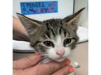 Adopt Prosecco a Domestic Shorthair / Mixed cat in Salisbury, MD (41536601)
