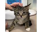 Adopt Moscato a Domestic Shorthair / Mixed cat in Salisbury, MD (41536600)