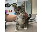 Adopt Rioja a Domestic Shorthair / Mixed cat in Salisbury, MD (41536599)