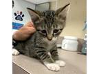 Adopt Chardonnay a Domestic Shorthair / Mixed cat in Salisbury, MD (41536598)