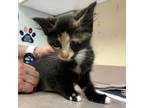 Adopt Syrah a Domestic Shorthair / Mixed cat in Salisbury, MD (41536596)