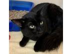 Adopt Charcoal a Domestic Longhair / Mixed cat in Salisbury, MD (41536595)