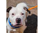 Adopt Zimba a American Pit Bull Terrier / Mixed dog in Birdsboro, PA (41486210)