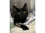Adopt Mischief a Domestic Shorthair / Mixed cat in Richmond, VA (41536523)