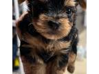 Yorkshire Terrier Puppy for sale in White Oak, GA, USA