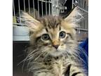 Adopt 24-05-1601 Fang a Domestic Mediumhair / Mixed (medium coat) cat in Dallas