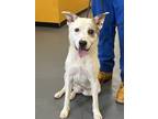 Adopt 24-05-1602 Zeke a Labrador Retriever / Mixed dog in Dallas, GA (41536517)