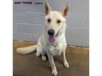 Adopt Ace a Shepherd (Unknown Type) / Mixed dog in Lexington, KY (41536494)