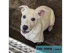 Adopt Jelli Roll a Labrador Retriever / Mixed dog in Lexington, KY (41536493)