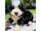 Mutt Puppy for sale in Cookeville, TN, USA