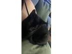 Adopt Dante a All Black American Shorthair / Mixed (short coat) cat in Los