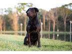 Adopt Greta a Black Labrador Retriever / Mixed dog in Huger, SC (41215218)