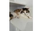 Adopt Lizzy a Calico or Dilute Calico Calico / Mixed cat in Massillon