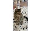 Adopt Snickers a Tiger Striped Domestic Shorthair cat in Massillon