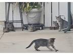 Adopt Betty a Gray, Blue or Silver Tabby Tabby (short coat) cat in Long Beach