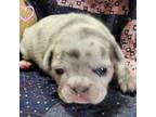 Mutt Puppy for sale in Forest City, IA, USA