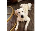 Adopt Rooster a White Great Pyrenees / Mixed dog in Humble, TX (41536512)