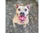 Adopt Lil Mama a Brown/Chocolate American Pit Bull Terrier / Mixed Breed