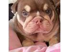 Bulldog Puppy for sale in The Woodlands, TX, USA