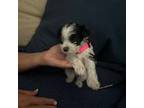 Schnauzer (Miniature) Puppy for sale in Whiteville, NC, USA