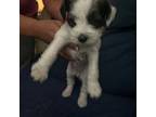 Schnauzer (Miniature) Puppy for sale in Whiteville, NC, USA