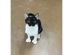Adopt Rick a Black & White or Tuxedo Domestic Shorthair / Mixed (short coat) cat