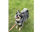 Adopt Rexy a Australian Cattle Dog / Border Collie / Mixed dog in Vancouver