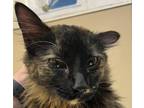 Adopt Bella a Domestic Longhair / Mixed cat in Spokane Valley, WA (41535996)