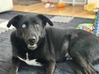 Adopt Toby a Black - with White Labrador Retriever / Mixed dog in Dallas
