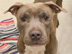 Adopt BONNIE a Gray/Blue/Silver/Salt & Pepper Pit Bull Terrier / Mixed dog in