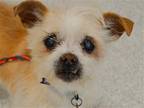 Adopt CLEMM a Tan/Yellow/Fawn Terrier (Unknown Type, Medium) / Mixed dog in