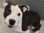 Adopt BENTLEY a White Pit Bull Terrier / Mixed dog in Denver, CO (41533194)