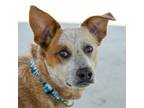 Adopt Scrapper a Australian Cattle Dog / Mixed dog in Des Moines, IA (41536026)