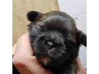 Shih Tzu Puppy for sale in Trenton, FL, USA