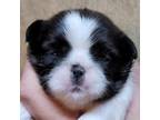 Shih Tzu Puppy for sale in Trenton, FL, USA