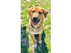 Adopt Avery a Tan/Yellow/Fawn - with White Shepherd (Unknown Type) / Mixed dog