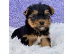 Yorkshire Terrier Puppy for sale in Sandy Hook, KY, USA