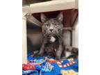 Adopt Smokey a Domestic Shorthair / Mixed cat in Topeka, KS (41535972)